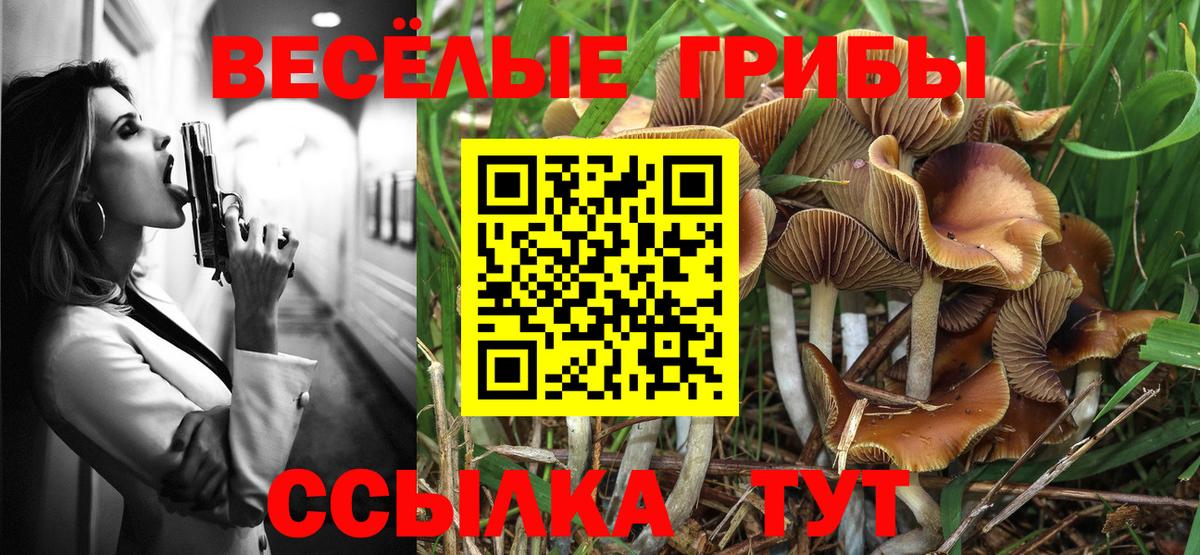 Псилоцибиновые грибы Psilocybe Коммунар